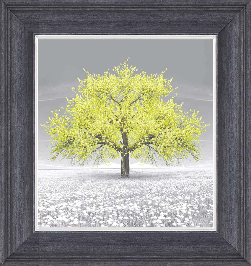 Cherry Blossom (Lime)