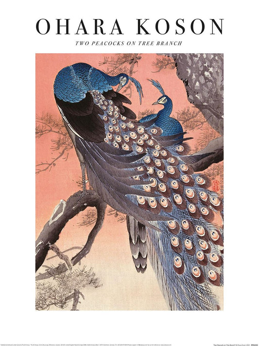 Peacock on Cherry Blossom (Print)