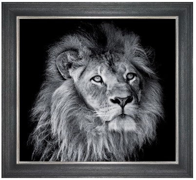 Arrogant Lion