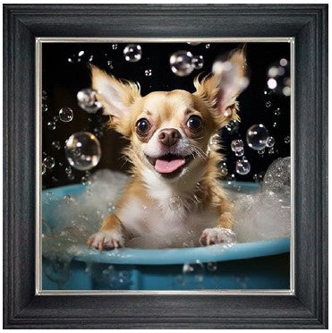 Bubble Bath Chihuahua Long (Tan & White)
