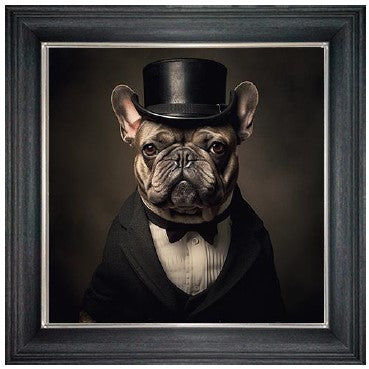 Dressed up French Bulldog (Male)