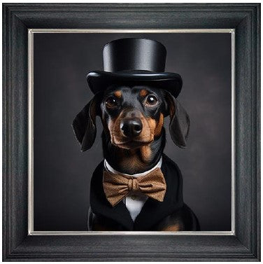 Dressed up Sausage Dog (Male)