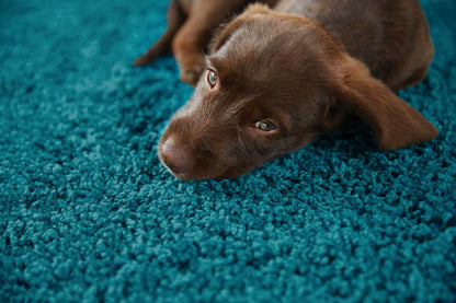 My Rug Teal