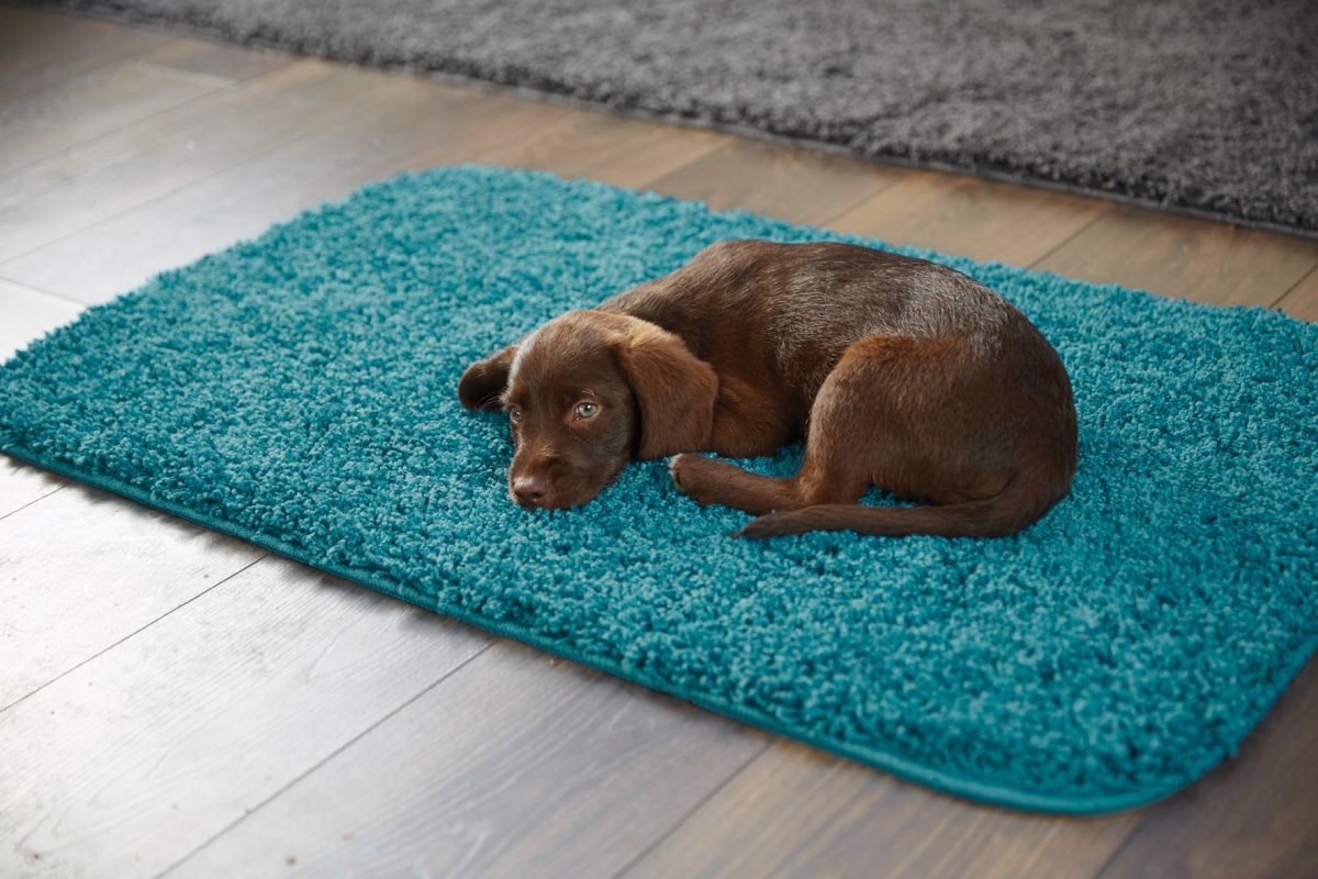 My Rug Teal