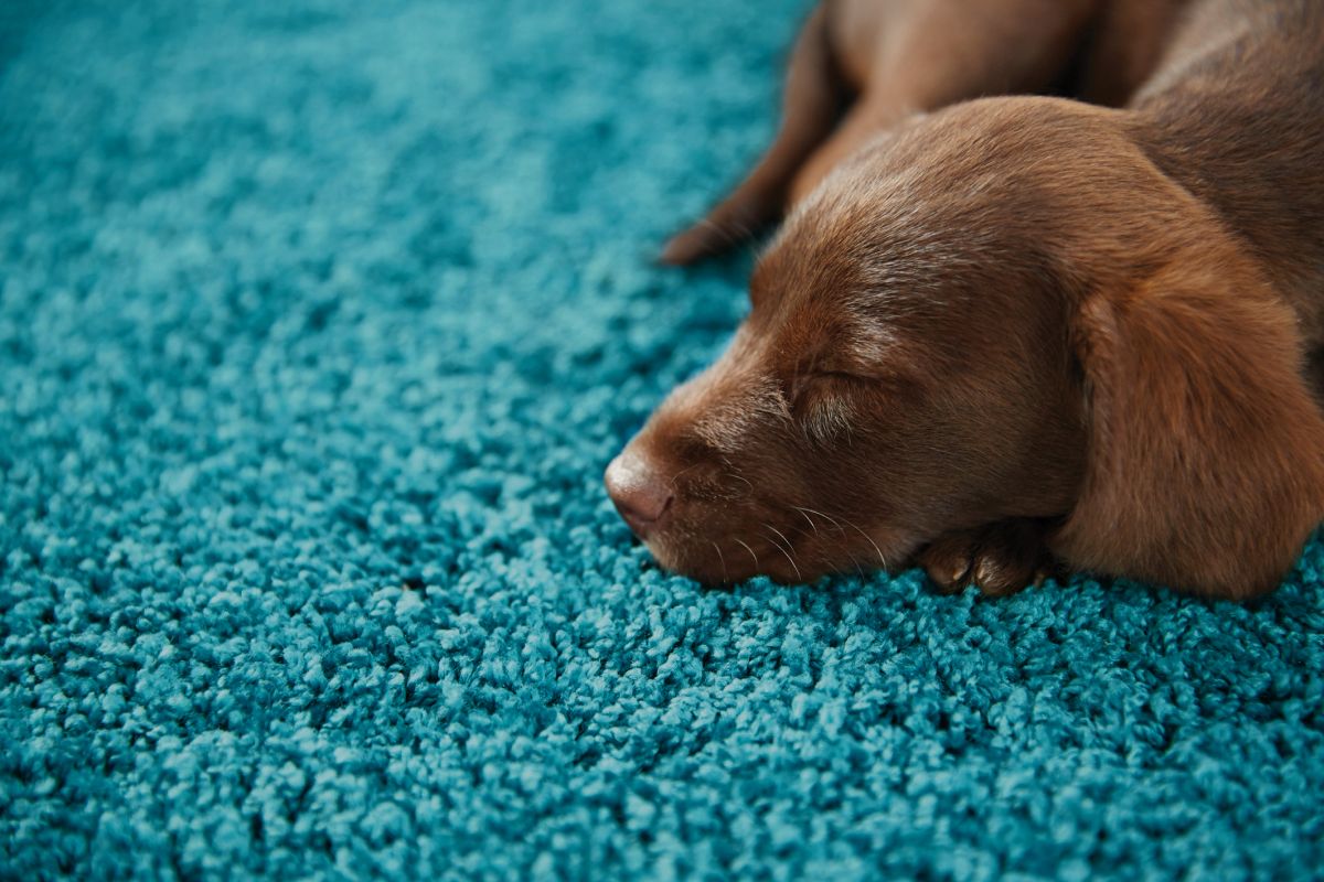 My Rug Teal