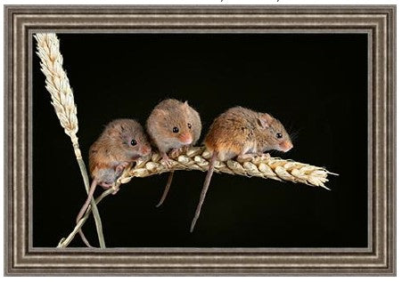 Mice on Wheat