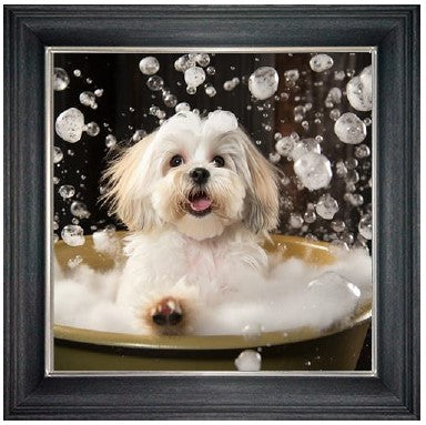 Bubble Bath Lhaso Apso