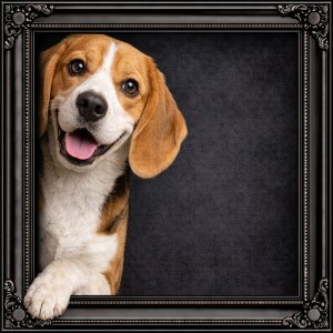 Beyond the Frame Velvet Illusion Artwork Collection